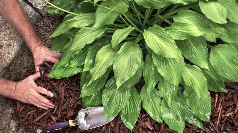 A person digging a hole in the mulch for a companion plant next to a large hosta.
