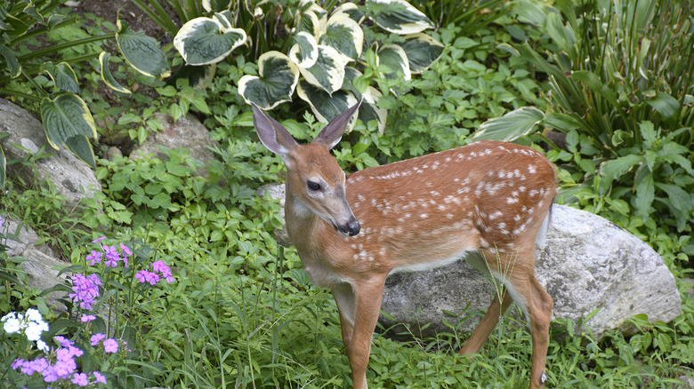 A deer stands in a garden full of rocks, hostas, and other foliage and flowering plants.