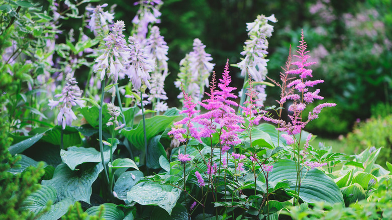 A garden bed full of flowering pink astilbe and hostas in the daytime.