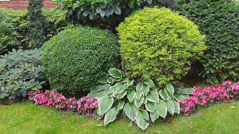 Flower bed with hostas and wax begonias