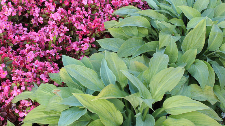 Pink begonias growing next to hostas.