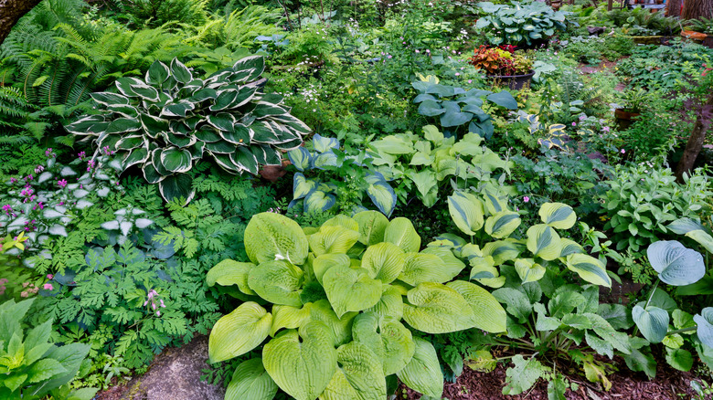 Variety of hosta companion plants that are shade-loving