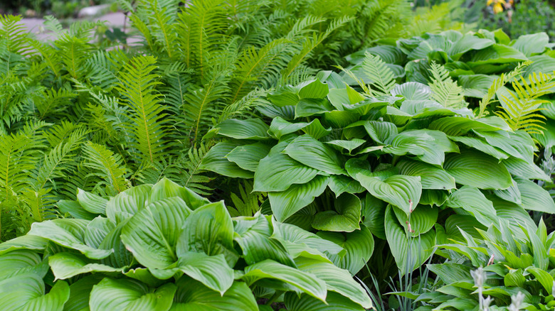 Hostas and ferns growing together in a shady garden