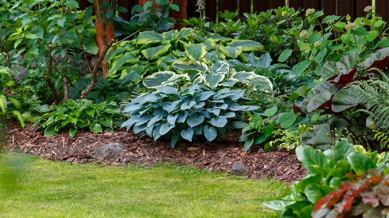 A large shade garden with hostas and other plants