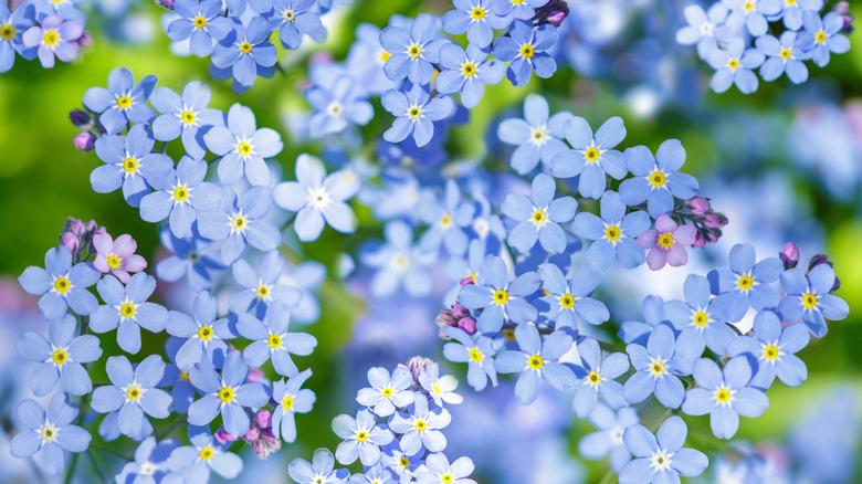 Forget-me-nots on a sunny day.