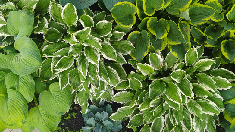 A variety of healthy hostas in garden bed.