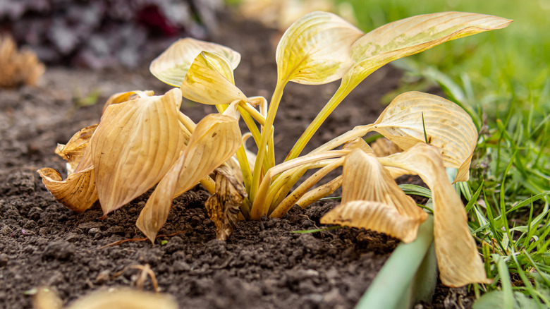 Withering yellow hosta plant in fall garden bed