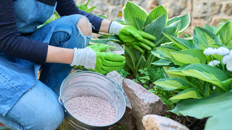 Person sprinkling fertilizer on hostas