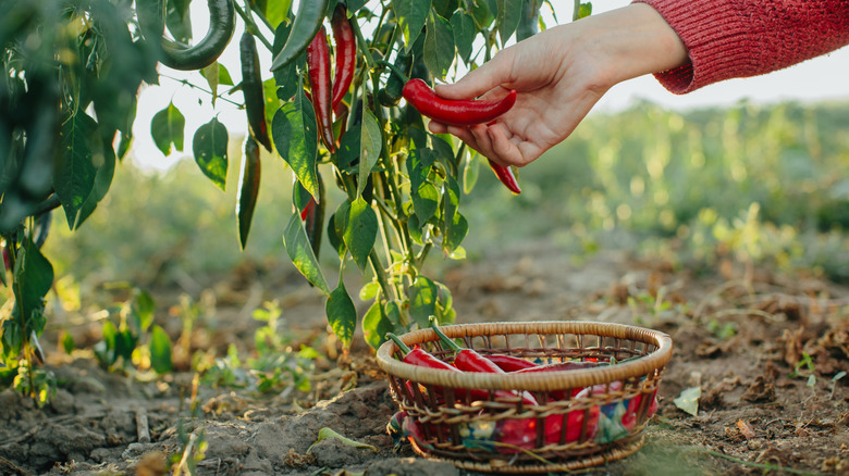 Woman picking hot peppers from garden plants