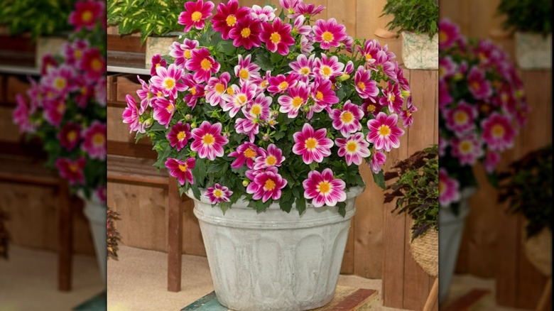 A lush pot of multicolored dahlias are vivid pink with yellow centers.