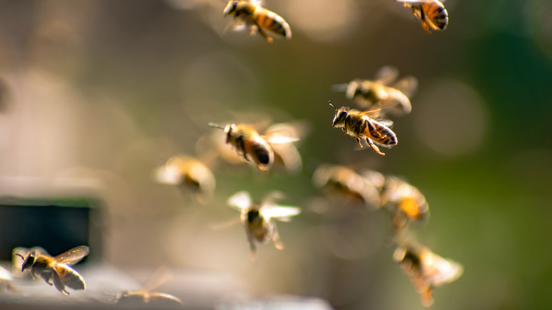Bees flying together in a group