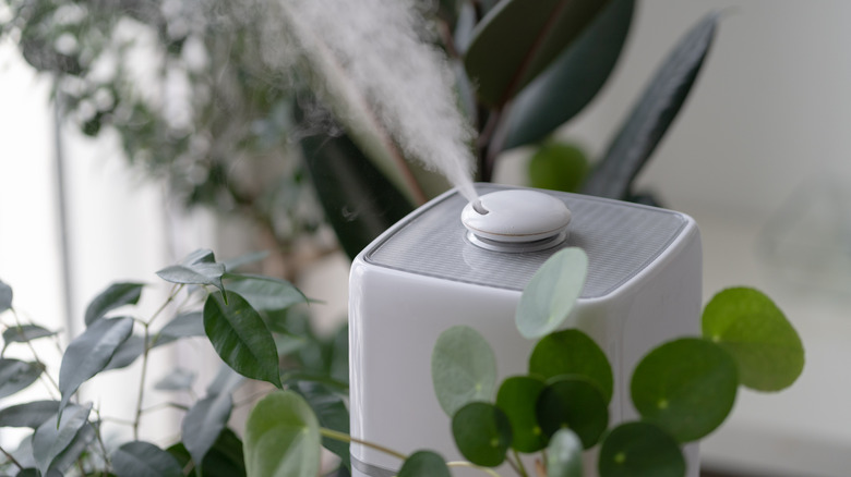 A humidifier running near houseplants