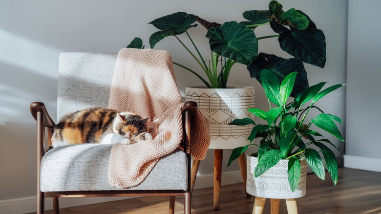 cat sitting on armchair surrounded by house plants