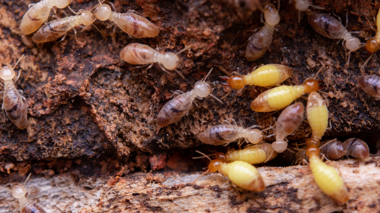 termites causing damage to structure