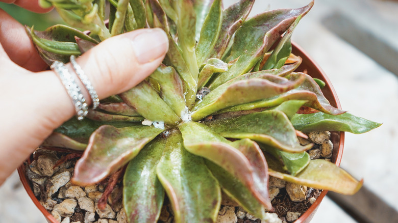 mealybugs in a houseplant