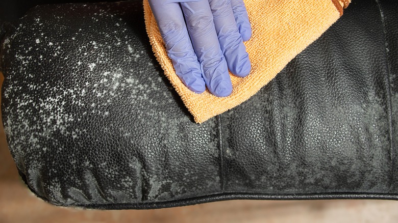 person cleans moldy leather sofa