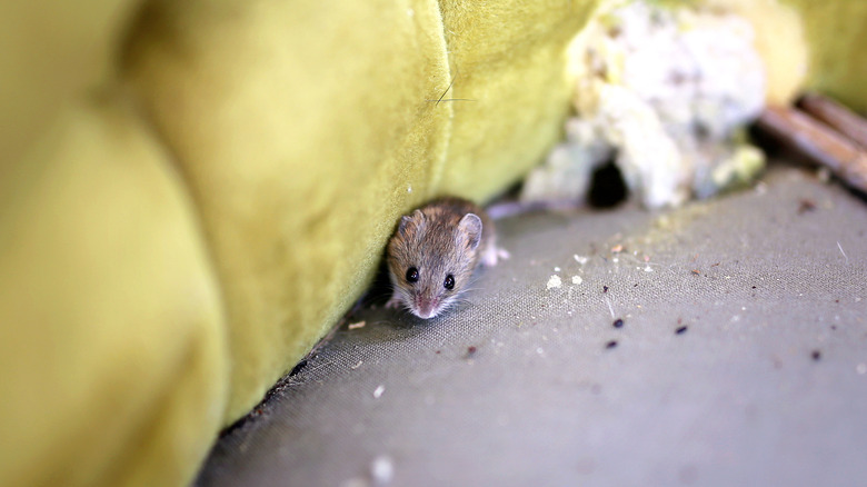 Mouse under furniture with droppings