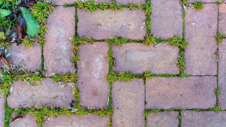 grass in the cracks of a gravel pavement