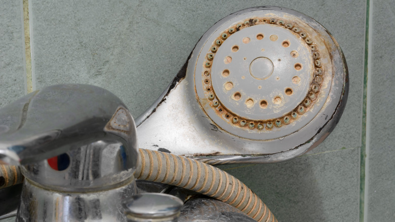 limescale on shower head