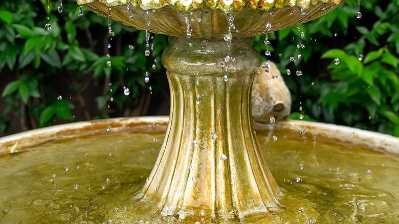 Algae-infested water fountain