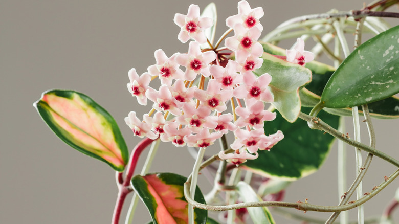 A 'Krimson Queen' hoya growing on a trellis blooms indoors.