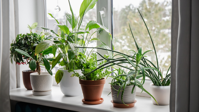 A variety of houseplants on a windowsill enjoying indirect light