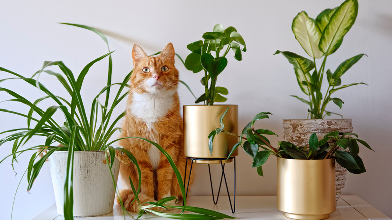 How To Keep Cats Away From Houseplant? Use These Amazing Simple Tricks! (2021) 4 cat surrounded by plants