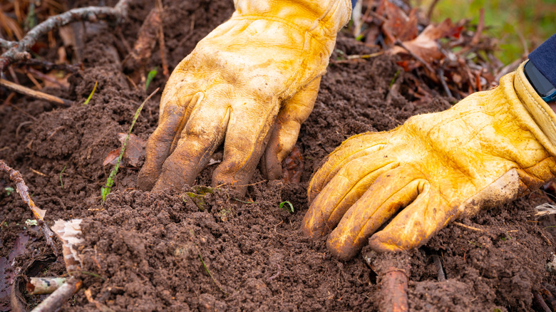 Hands in yellow work gloves working with twigs and soil.