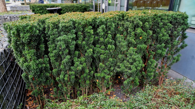 Several yew shrubs planted together and neatly trimmed into a privacy hedge