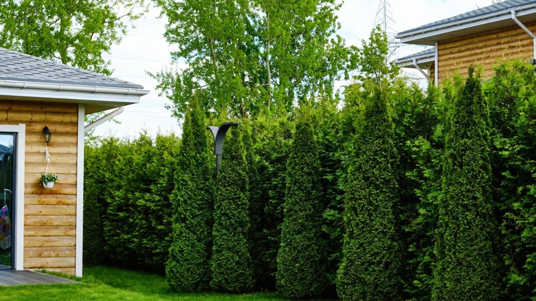 Privacy shrubs in a backyard garden.
