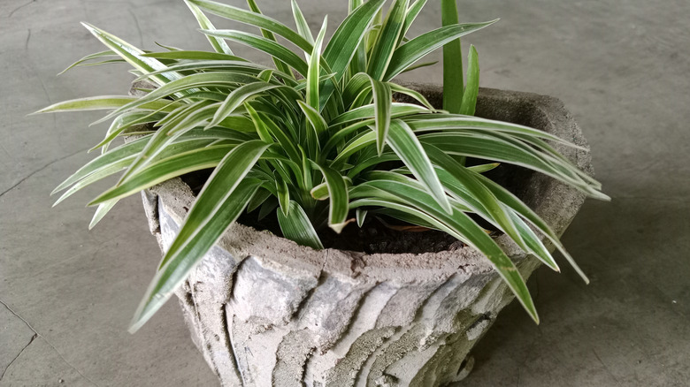 Chlorophytum comosum 'Ocean' in a pot indoors