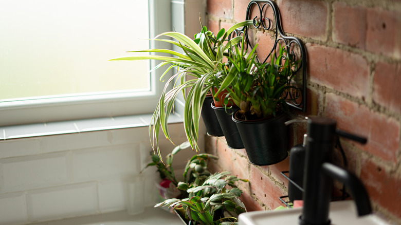 A variety of houseplants in a bathroom