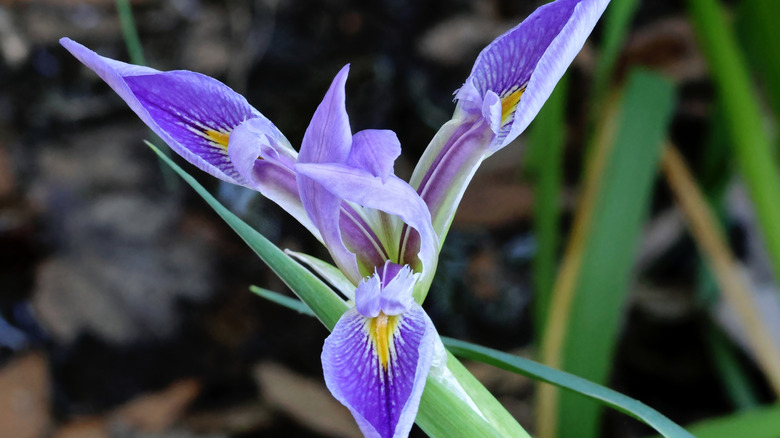 A closeup of the southern blue flag iris flower