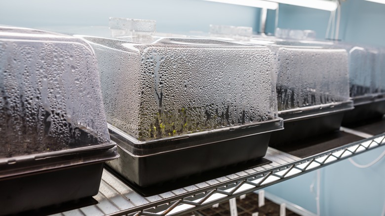 Plants in humidity domes