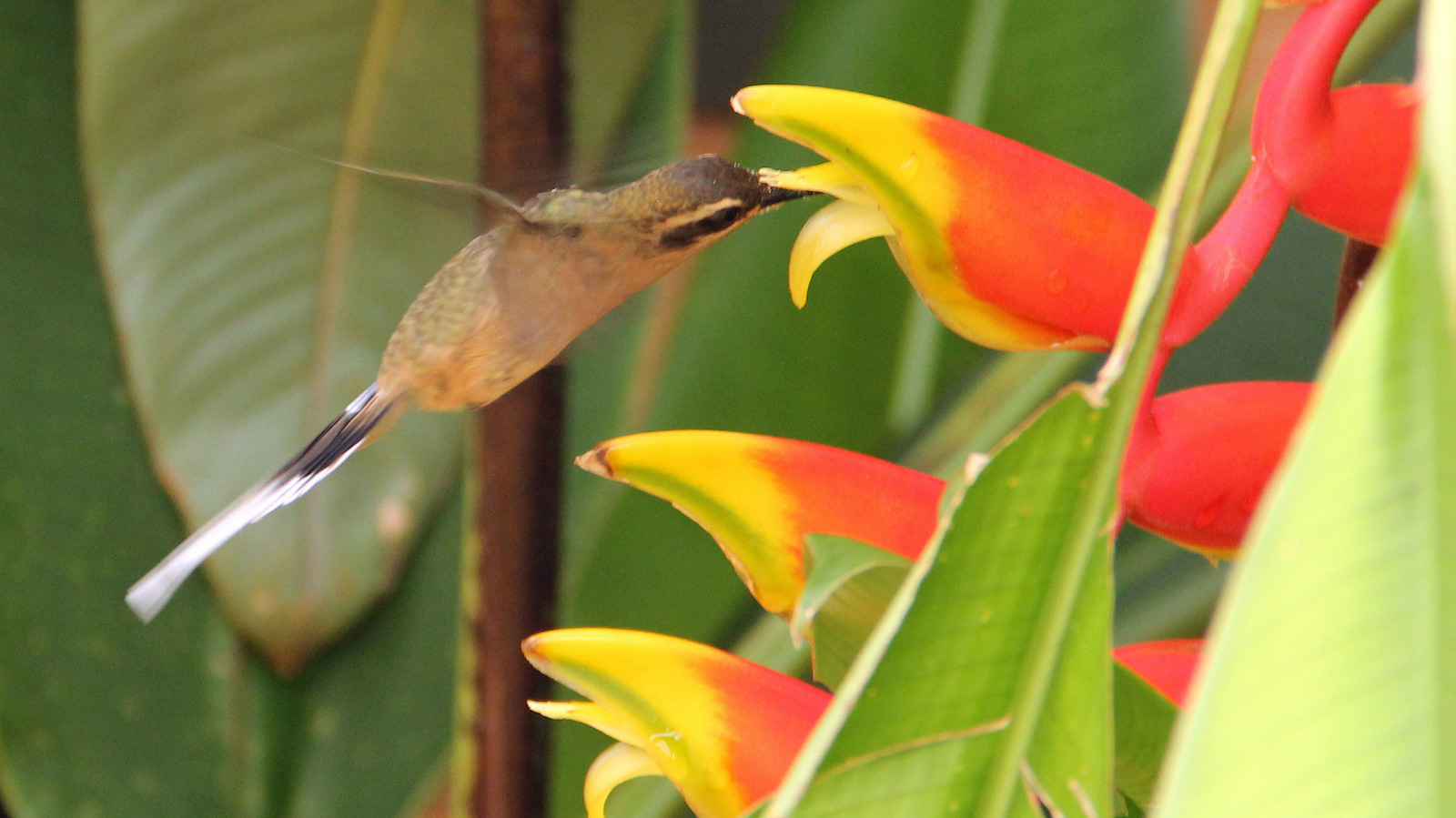 The HummingbirdAttracting Benefits Of Growing Lobster Claw Plants In Your Yard