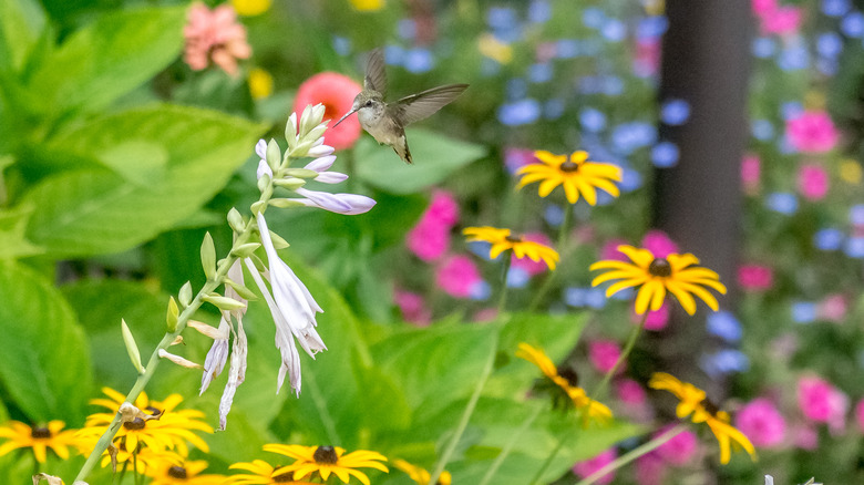 hummingbird at hosta flower