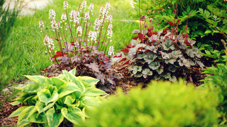 hostas astilbe and heuchera