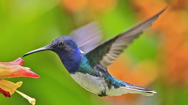 A hummingbird at a flower
