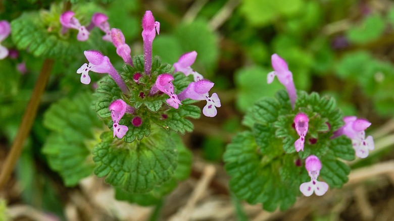 Henbit, also known as deadnettle, in bloom