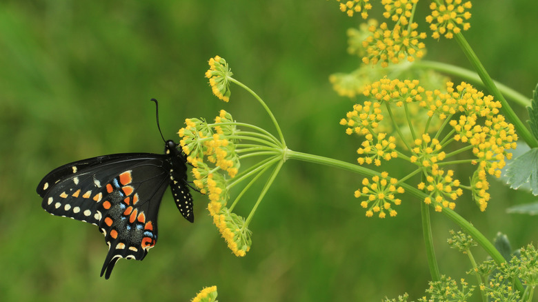 butterfly on golden Alexander flower