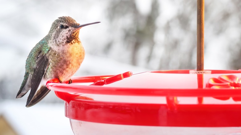 hummingbird at feeder in winter
