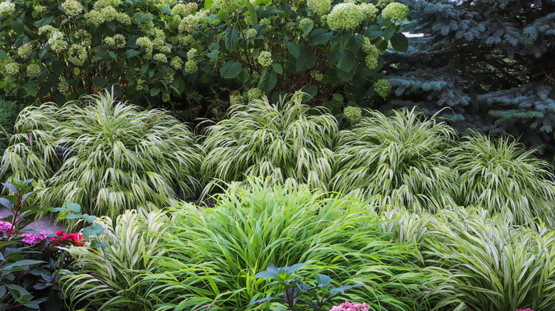 Hakone grass and green- and pink-flowering hydrangeas growing together in a garden bed.