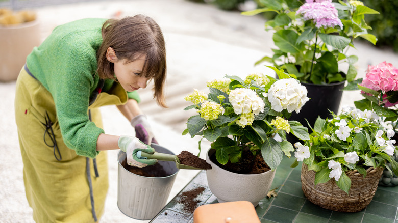 A woman shovels dirt into a pot with a white-flowering hydrangea growing.