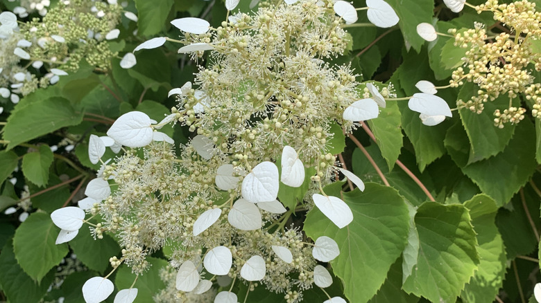 'Flirty Girl' false hydrangea with white blooms in summer