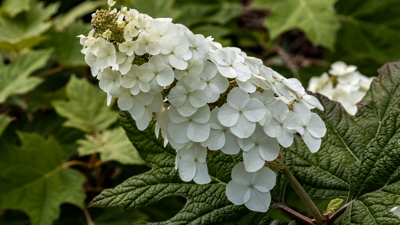 Little honey hydrangea