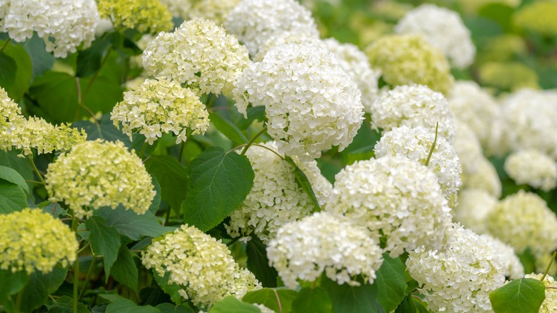 White hydrangeas in bloom