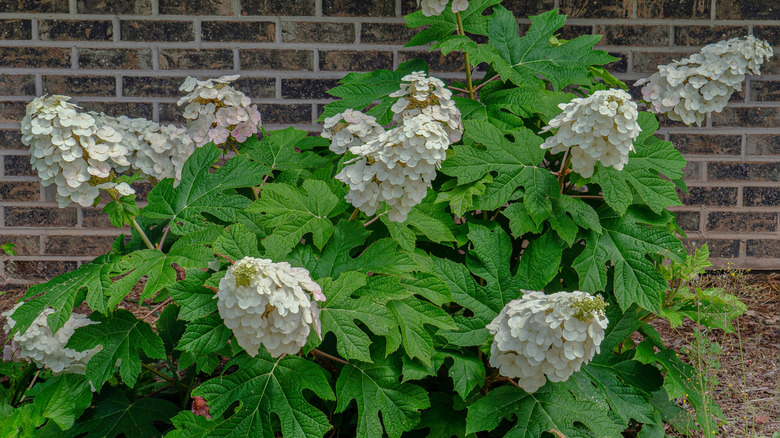 A small hydrangea bush growing in a bed near a house