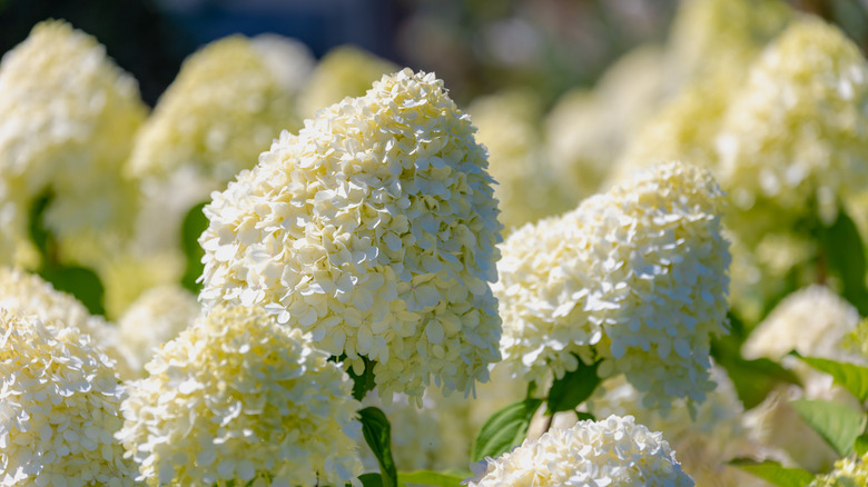 A small hydrangea bush growing in a bed