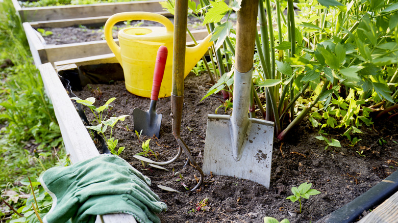 Assorted gardening tools in a raised bed