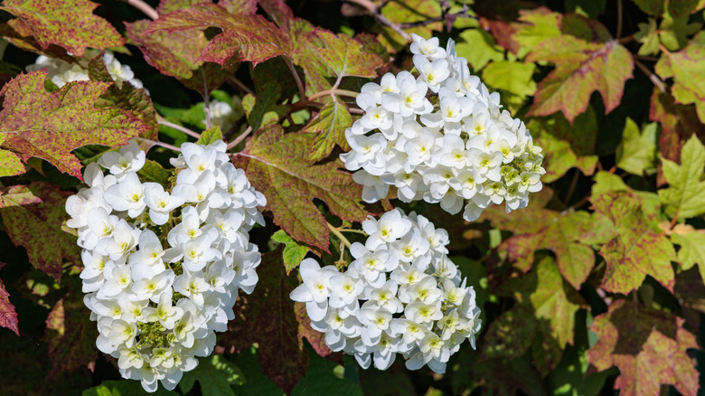 White hydrangeas on red and green bush